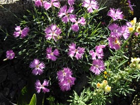 Dianthus spiculifolius